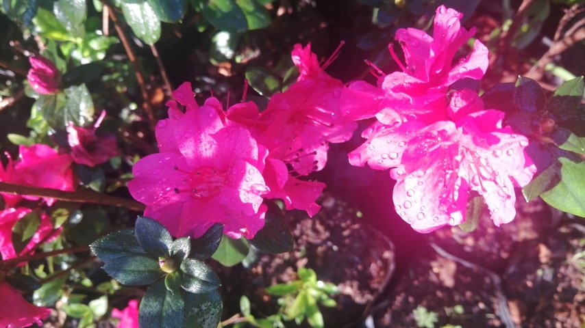 Azaleas