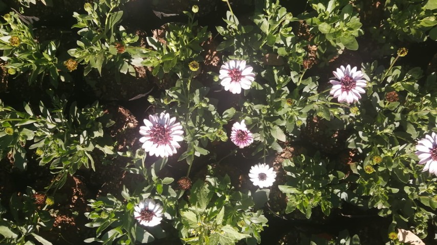 African Daisies (Osteospermum)