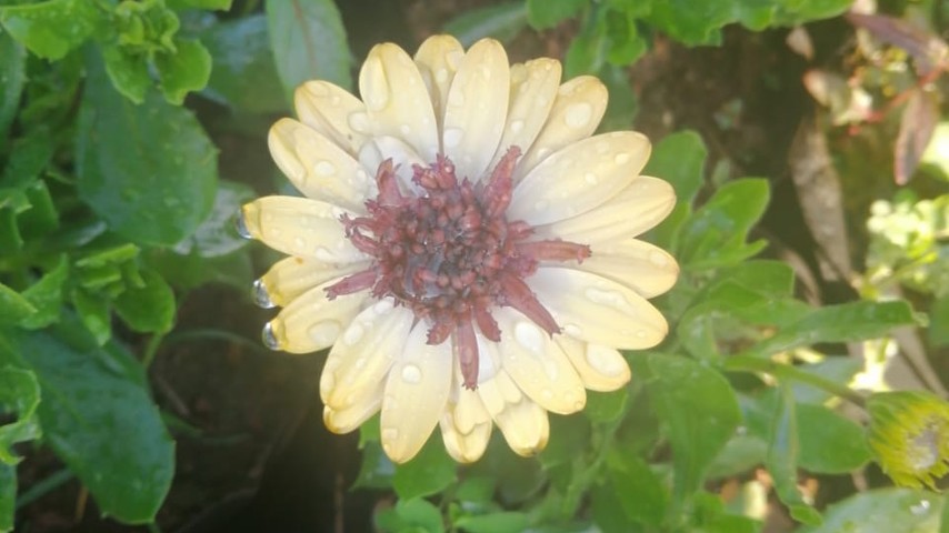 African Daisies (Osteospermum)