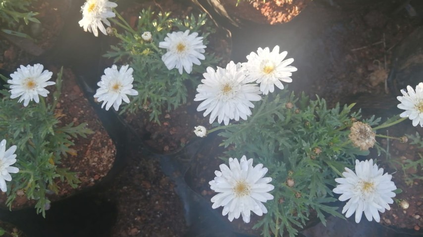 Bright Daisies