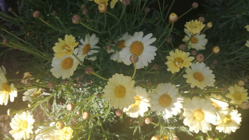 Bright Daisies