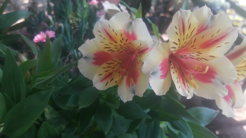 Inca Lily (Alstroemeria)