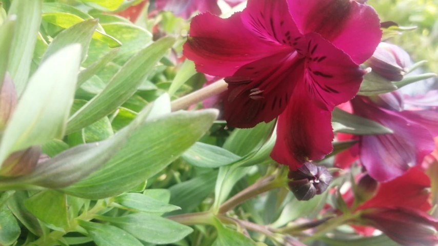 Inca Lily (Alstroemeria)