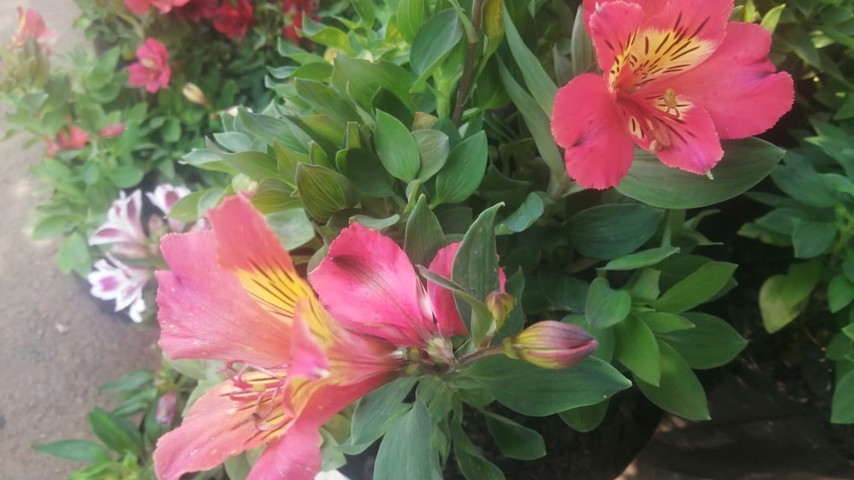 Inca Lily (Alstroemeria)