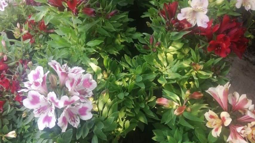 Inca Lily (Alstroemeria)