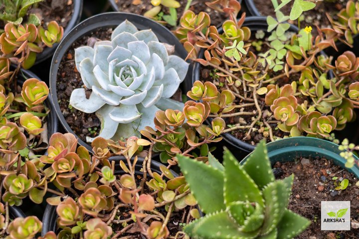 Succulents (Large)