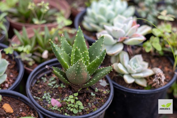 Succulents (Large)