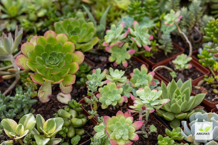 Succulents (Large)