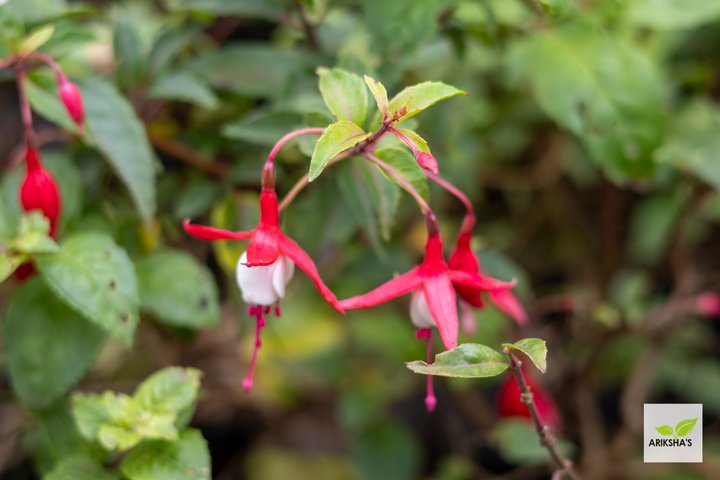 Fuchsia