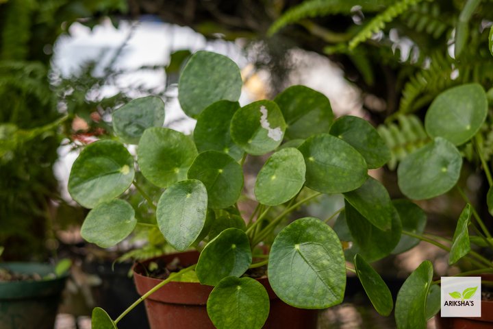 Pilea