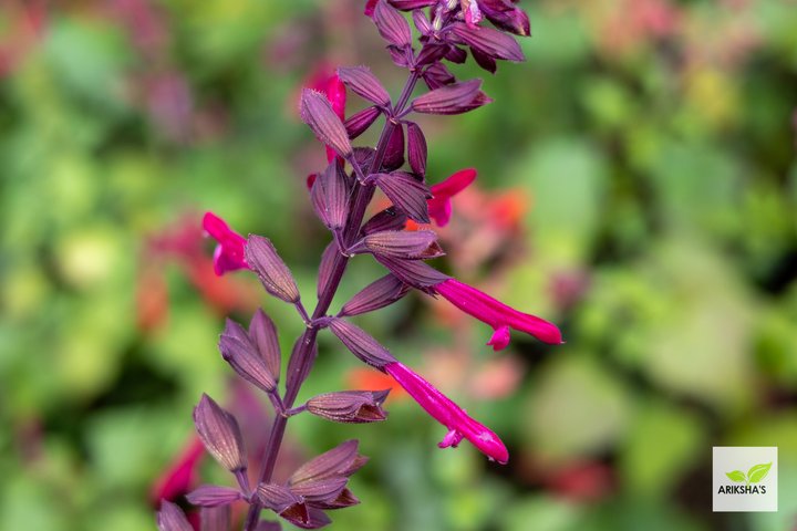 Salvias