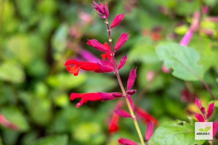 Salvias