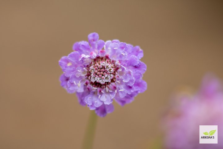 Scabiosa