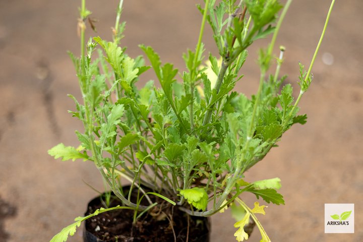 Scabiosa