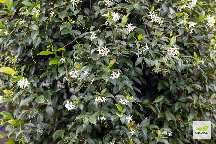 Star Jasmine