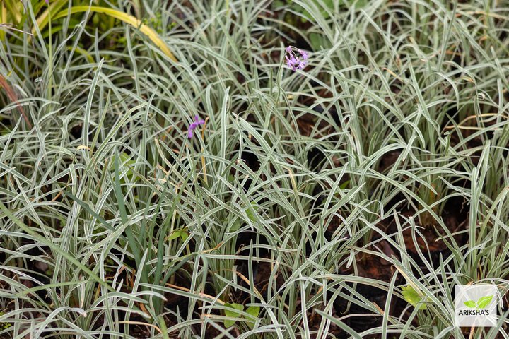 Tulbaghia (Wild garlic)