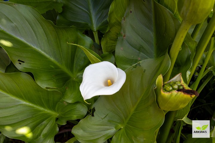 Arum Lily