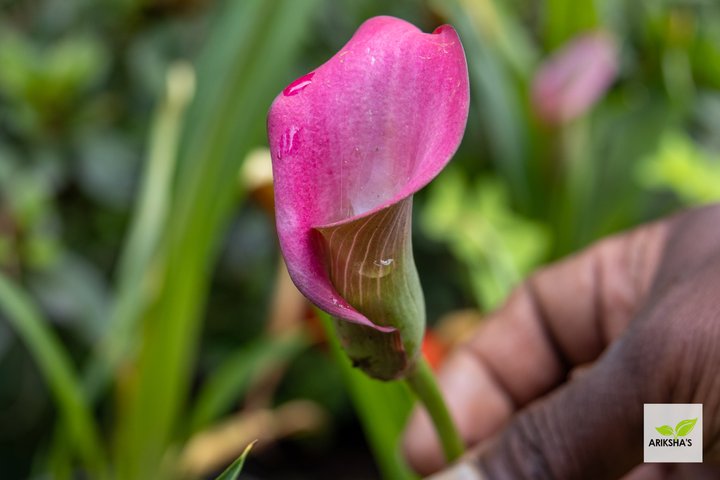 Arum Lily