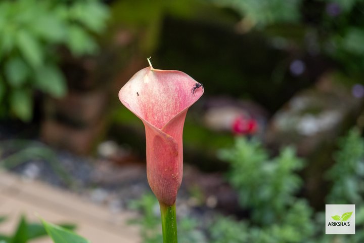 Arum Lily