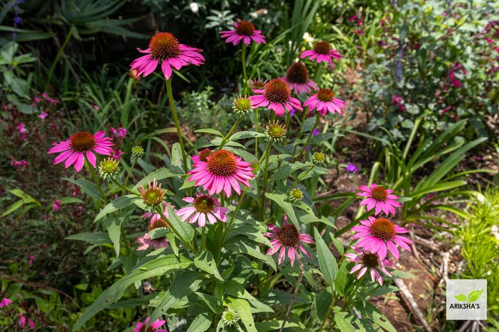 Echinacea