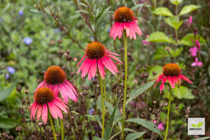 Echinacea