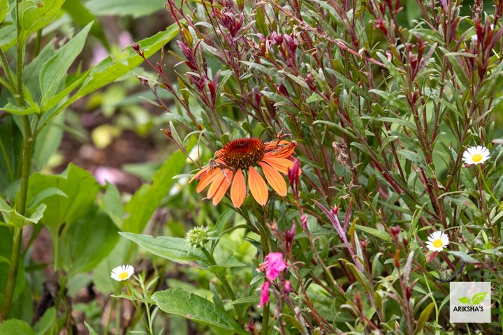 Echinacea