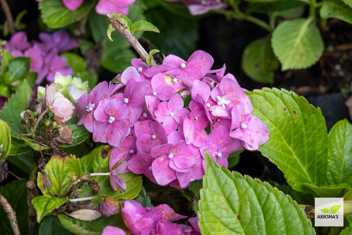 Hydrangeas