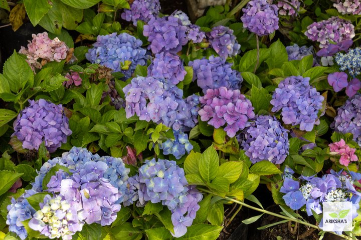 Hydrangeas