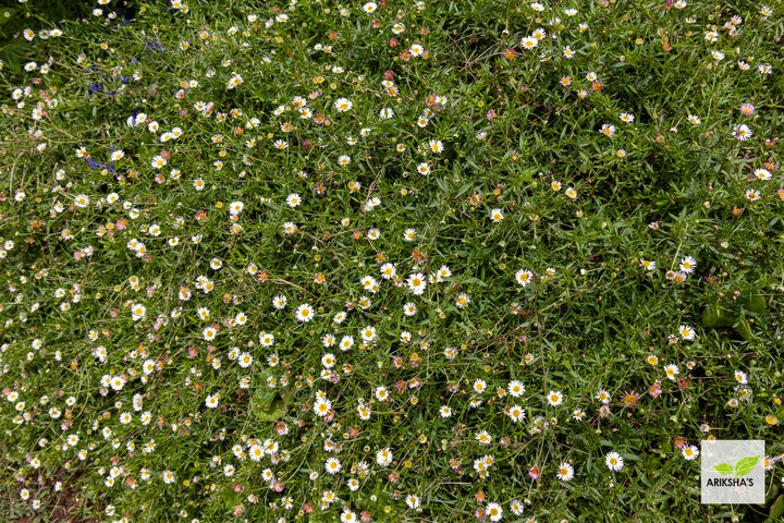 Daisies