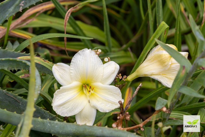 Daylilies