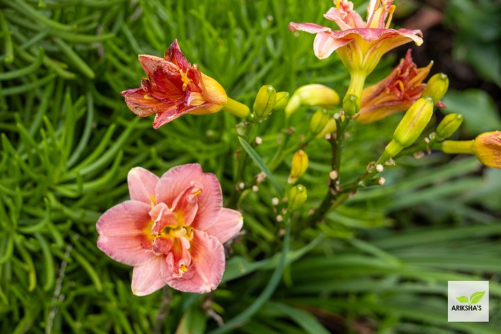 Daylilies