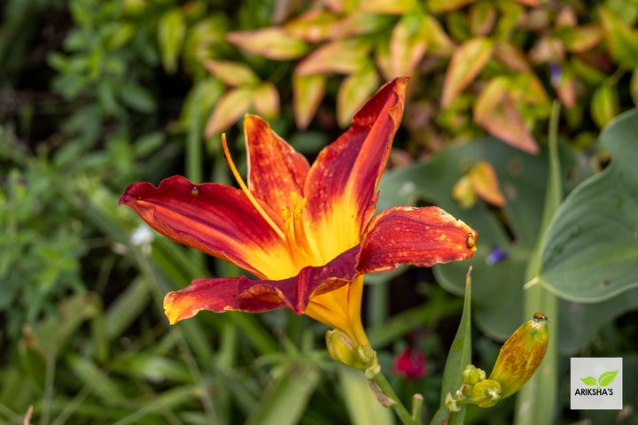 Daylilies