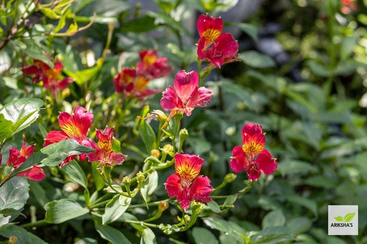 Common Inca Lily