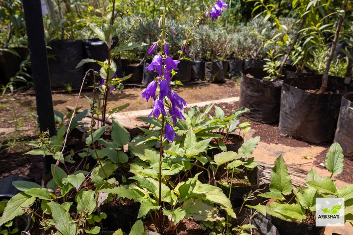 Campanula