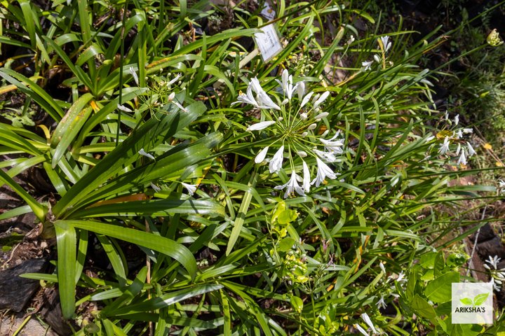 Agapanthus