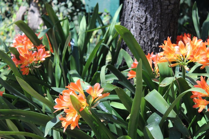 Clivia (Orange)