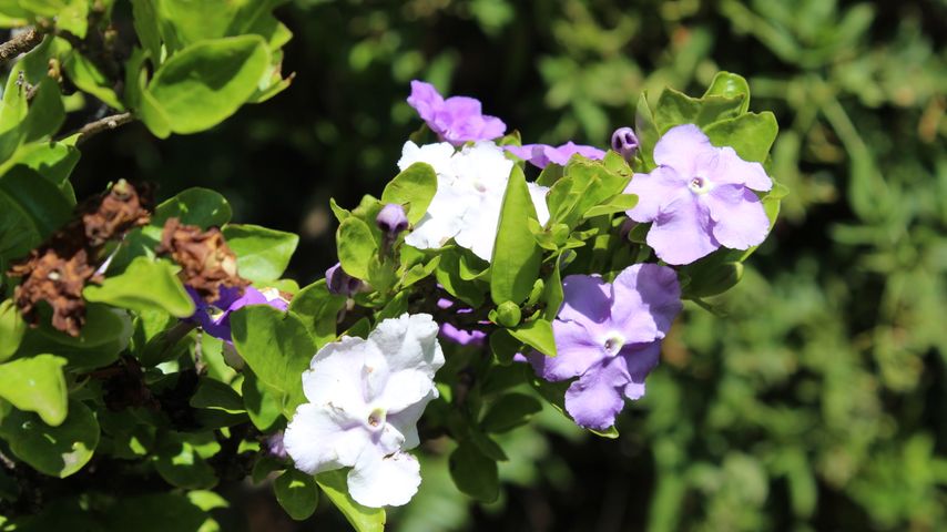 Yesterday Today Tomorrow (Brunfelsia pauciflora)