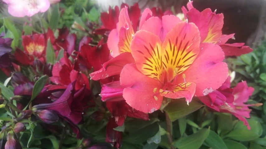 Inca Lily (Alstroemeria)