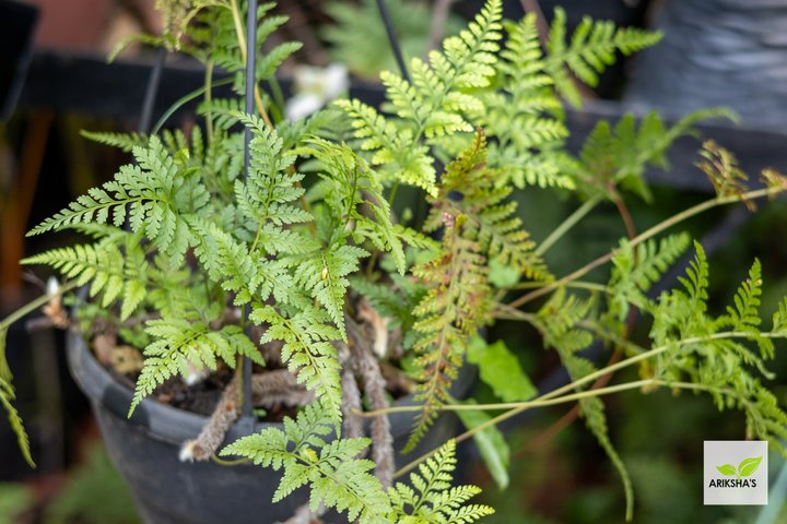 Ferns