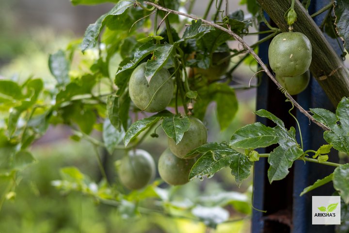 Passion fruit (Passiflora edulis)