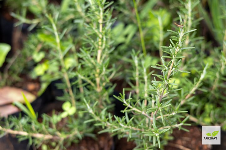 Rosemary