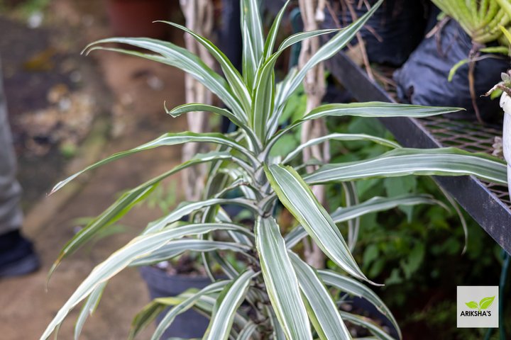 Dracaena