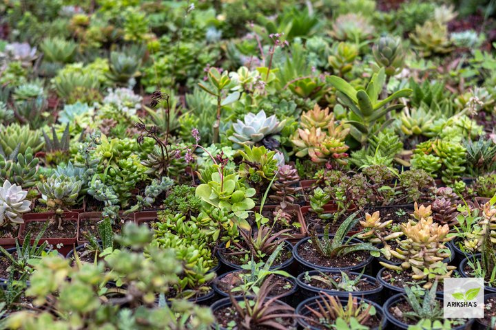 Succulents (Small)