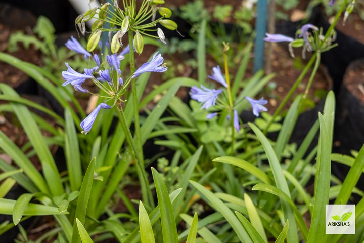 Agapanthus