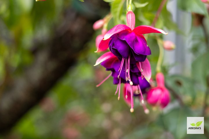 Fuchsia