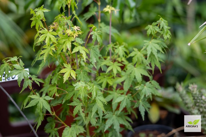 Japanese Maple