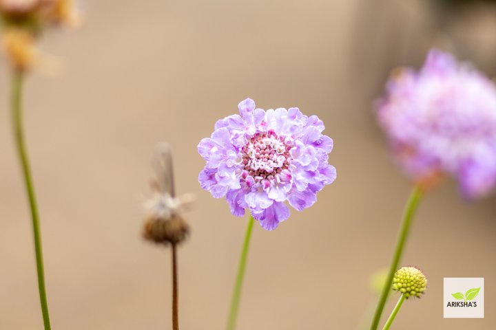 Scabiosa