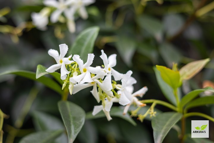 Star Jasmine