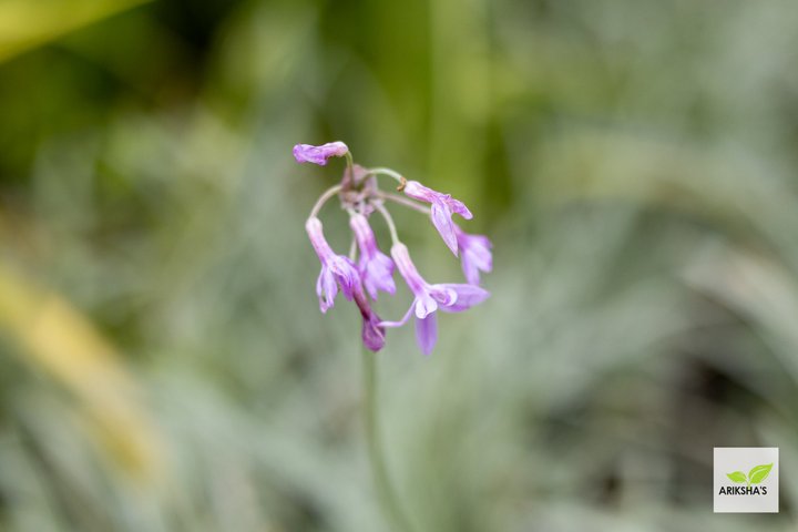 Tulbaghia (Wild garlic)