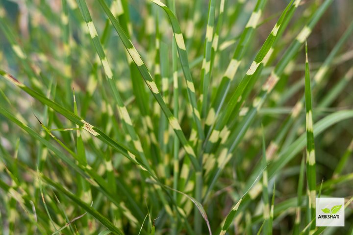 Zebra Grass